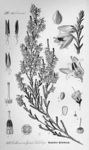 358px-Illustration_Calluna_vulgaris0