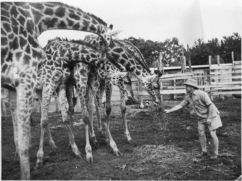 Bild_Kuenzler_Giraffen